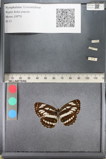 Media type: image;   Entomology 145712